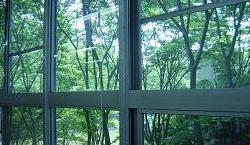 窓辺のケヤキ